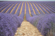 campo di lavanda provenza