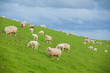 Flock of sheep