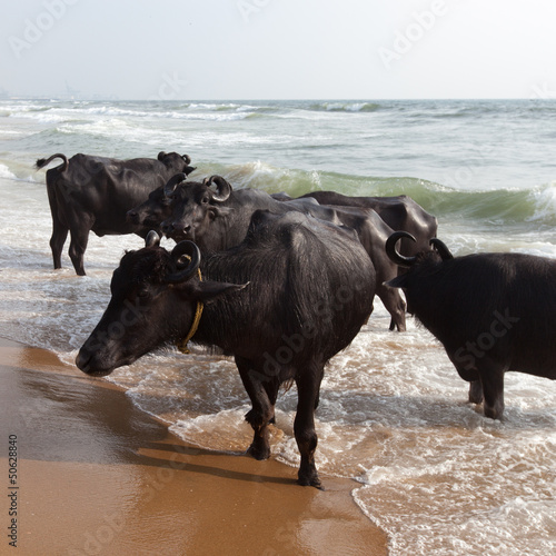 Photo: Bathing of a cows Bathing of a cows
