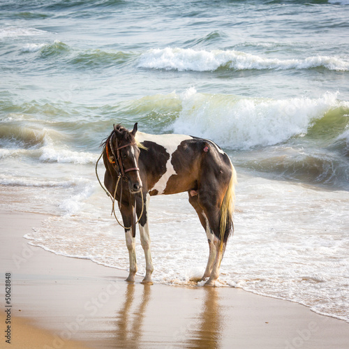Photo: Bathing of a horse Bathing of a horse