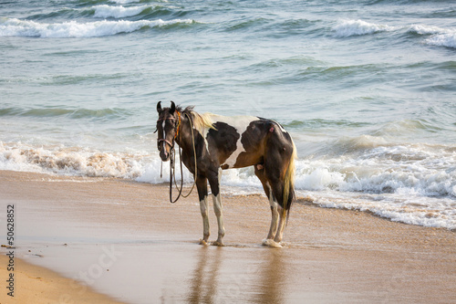 Photo: Bathing of a horse Bathing of a horse