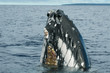 Humpback whale in Tonga, Polynesia Paradise