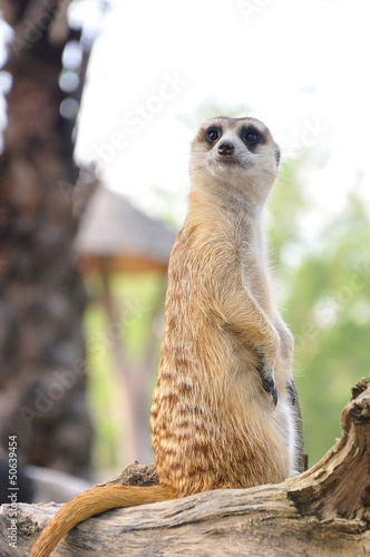 Photo: Suricate or meerkat standing in alert position Suricate or meerkat standing in alert position