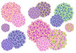 colorful hydrangea flowers, vector set