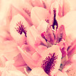 Vintage Rhododendron