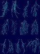 blue lightnings collection