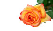 Orange rose isolated on white background