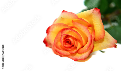 Photo: Orange rose isolated on white background Orange rose isolated on white background