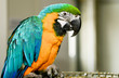 Parrot  sitting on cage.