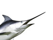 Quadro Marlin fish - Swordfish