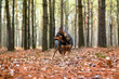 Dog walking in the autumn forest