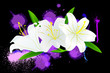 Vector: white lily on black white lily on black