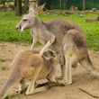 Photo: Mother kangaroo and her joey Mother kangaroo and her joey