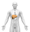 Medical Imaging - Male Organs - Liver