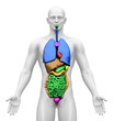 Medical Imaging - Male Organs