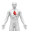Medical Imaging - Male Organs - Heart