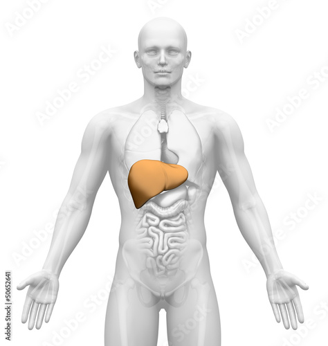 Illustration: Medical Imaging - Male Organs - Liver Medical Imaging - Male Organs - Liver