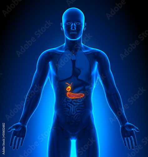 Illustration: Medical Imaging - Male Organs - Gallbladder / Pancreas Medical Imaging - Male Organs - Gallbladder / Pancreas