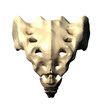 Sacrum - Posterior view / Back view