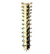 Thoracic Spine - Posterior view / Back view