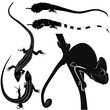 chameleon, lizard, iguana animals isolated