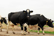 cow outside on grassland