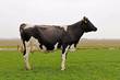 cow outside on grassland