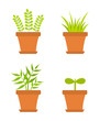 Pot plants