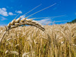 Gerste auf einem Feld
