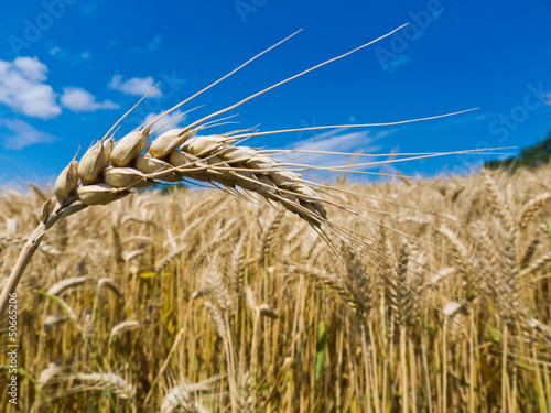 Photo: Gerste auf einem Feld Gerste auf einem Feld