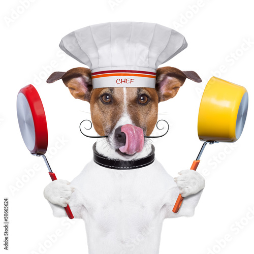 Photo: dog cook chef dog cook chef