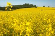 field of rapeseed