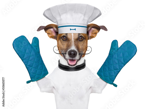 Photo: dog cook chef dog cook chef