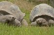 Giant tortoise