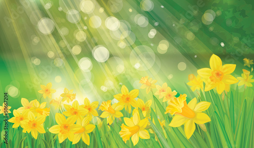 Vector: Vector of daffodil flowers on spring background. Vector of daffodil flowers on spring background.