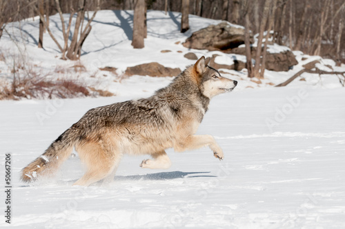 Photo: Grey Wolf (Canis lupus) Leaps Grey Wolf (Canis lupus) Leaps