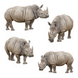 Set of Rhinoceros Isolated on a White Background