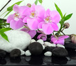 Spa concept: orchids, bamboo and stones
