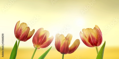  tulipany