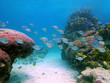 Beautiful coral reef
