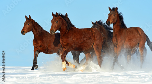 Photo: Horse Horse