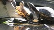 turtles overcrowding at the sun