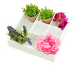 Beautiful flowers arranged in wooden box isolated on white
