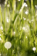 Grass fresh