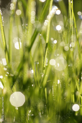 Photo: Grass fresh Grass fresh