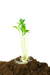 Seedlings illustrating the concept of new life
