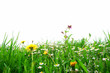 Flower Field