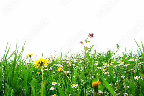 Photo: Flower Field Flower Field