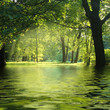 wald