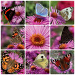 collage with butterflies sitting on chrysanthemum